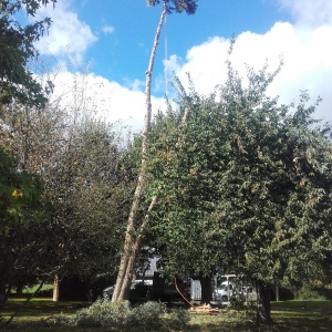 Abattage par démontage d'un eucalyptus (pendant)