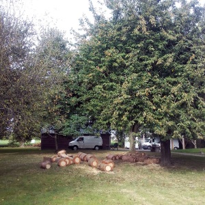 Abattage par démontage d'un eucalyptus (après)