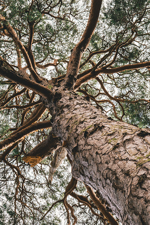 Arbre non élagué vue en contre plongée