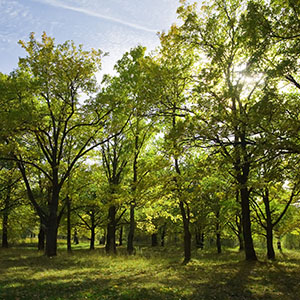 Bois d'arbre vert prôche de Rennes