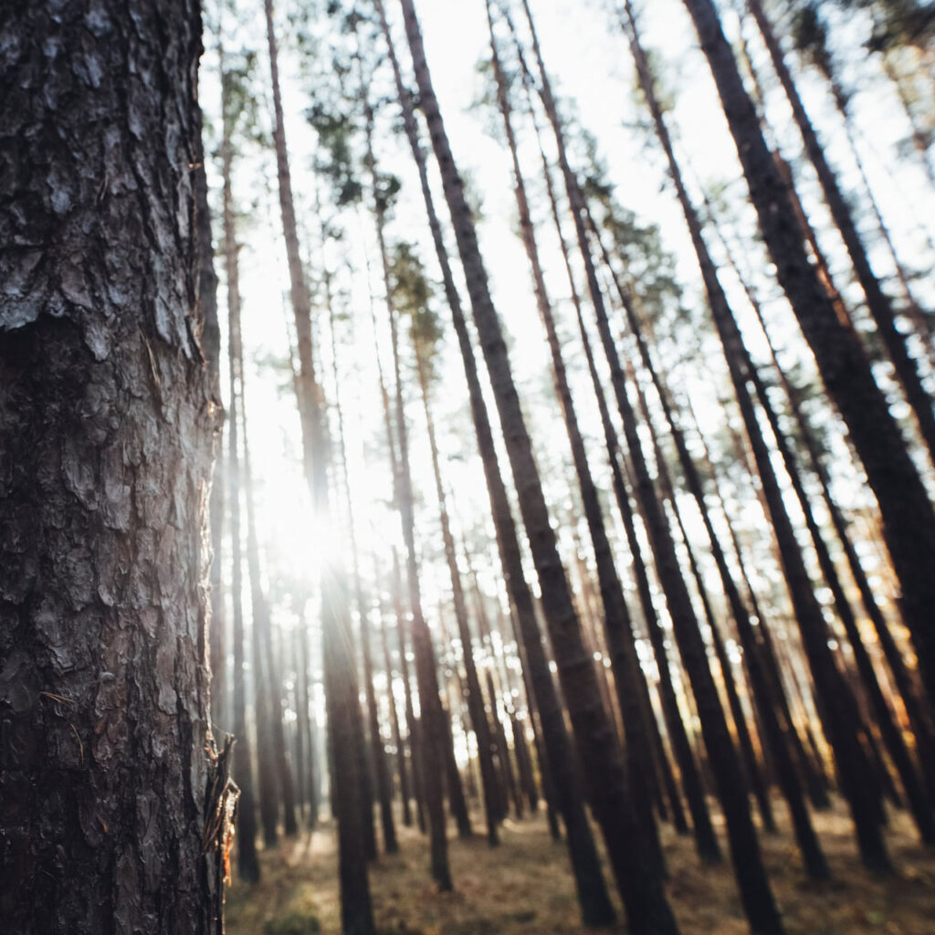 Lever de soleil entre les arbres d'une forêt
